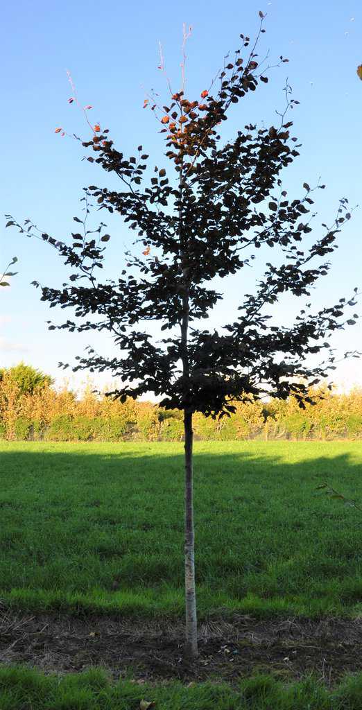 Fagus sylvatica Atropurpurea Group <span class="hidden specialOffer"></span> 175-200 cm